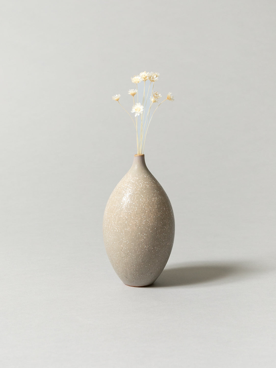 Vase and Dried Flower - Ecru Beige × Starflower