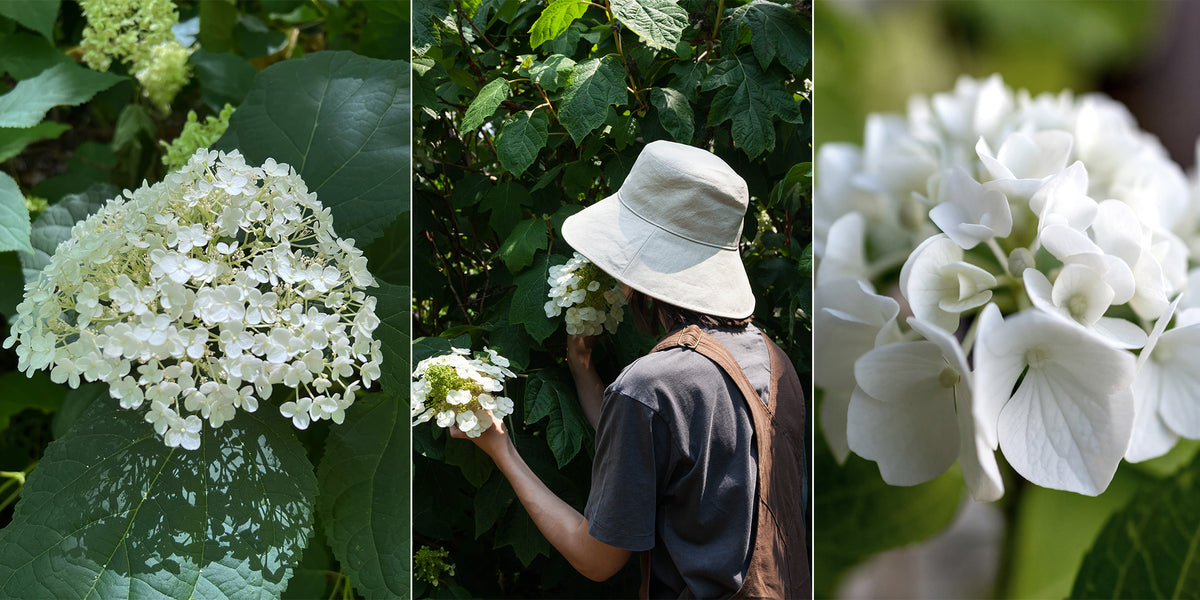 Collage of white hydrangea flowers with a person wearing a hat among green foliage.