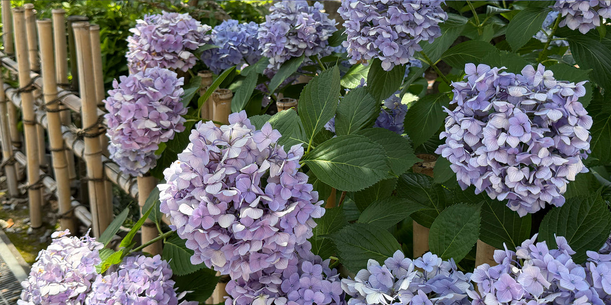 Purple hydrangeas with green leaves in front of a bamboo fence.