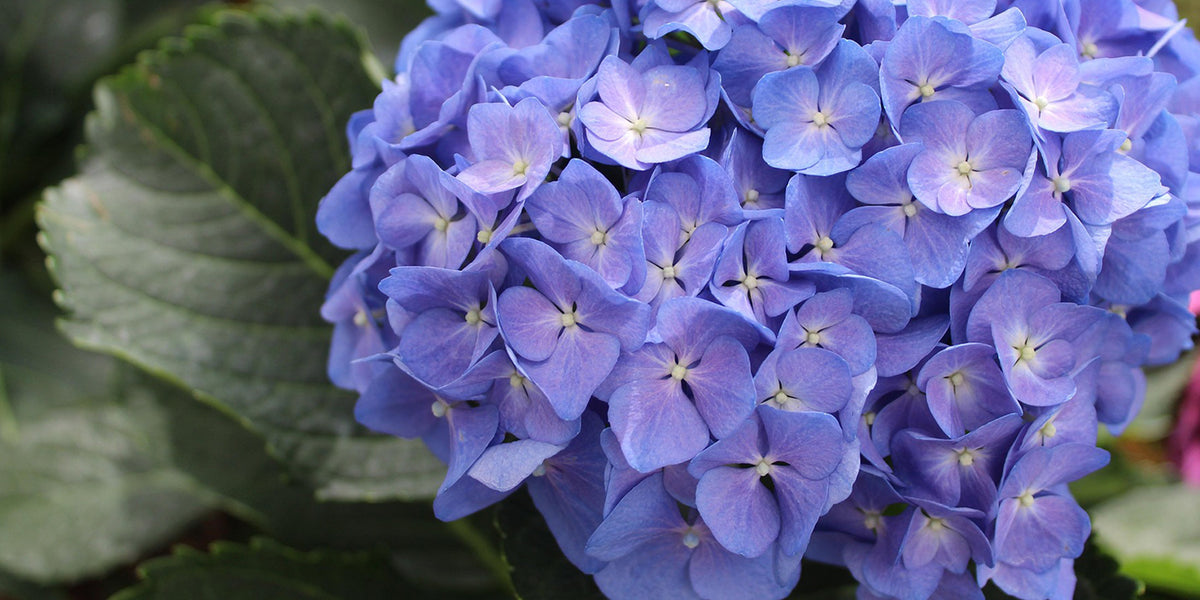 Close-up of a blue hydrangea flower with green leaves in the background