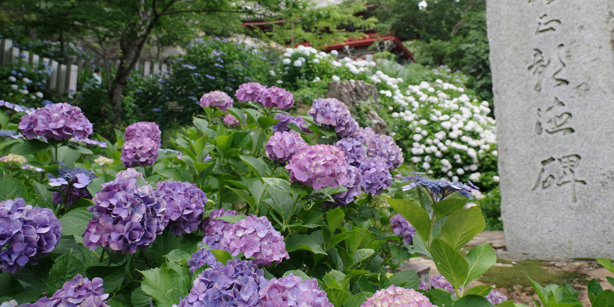 Purple hydrangeas in a garden with a stone monument and white flowers in the background