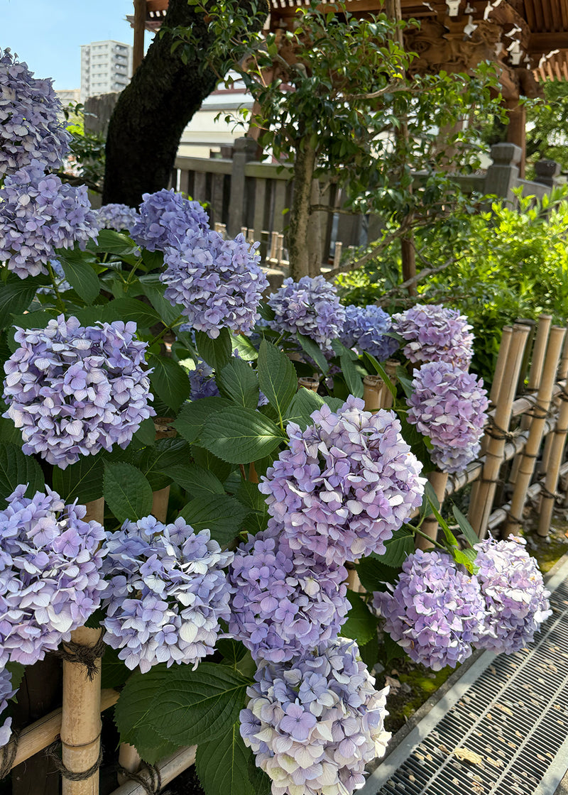 Seasonal Inspirations