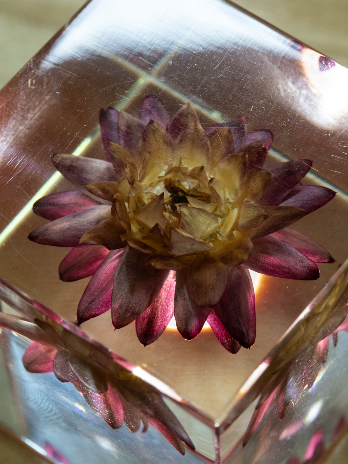 Sola Cube - Strawflower (Kaigaraso)