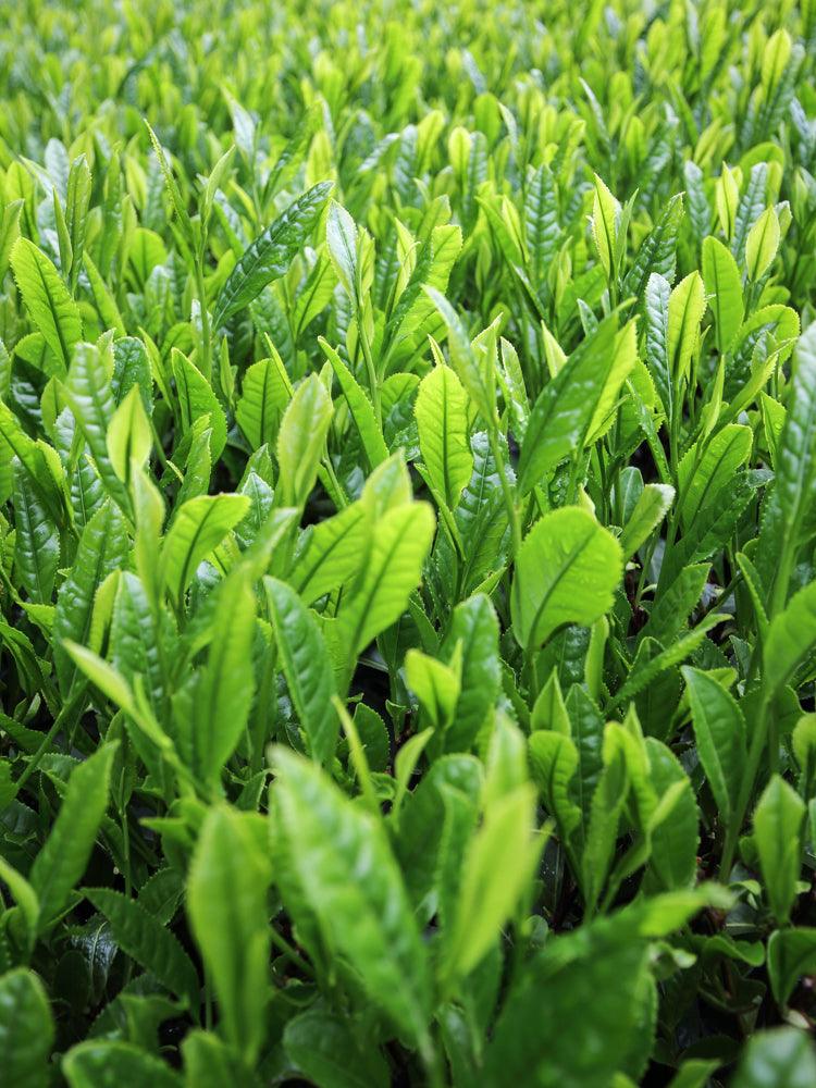 Morihata Organic Meigetsu Green Tea Bags